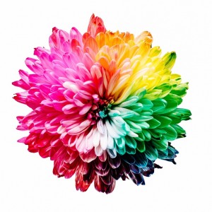 RainbowFlower